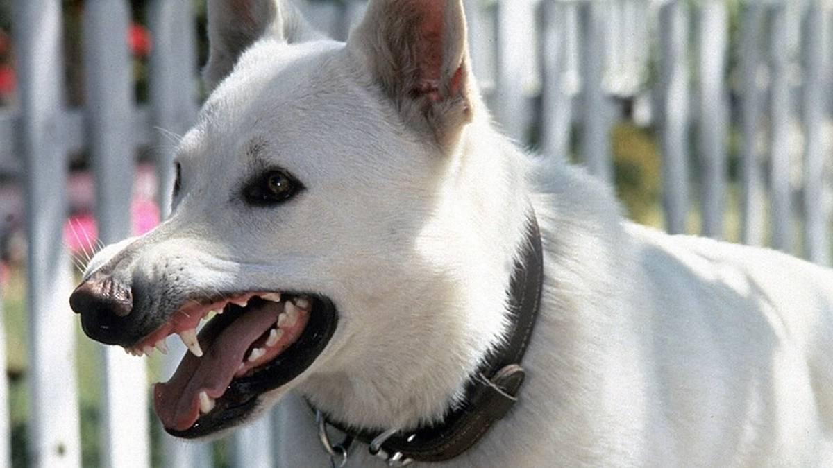 Buried Treasures: 6 Flawless Horror Films Lost to Time