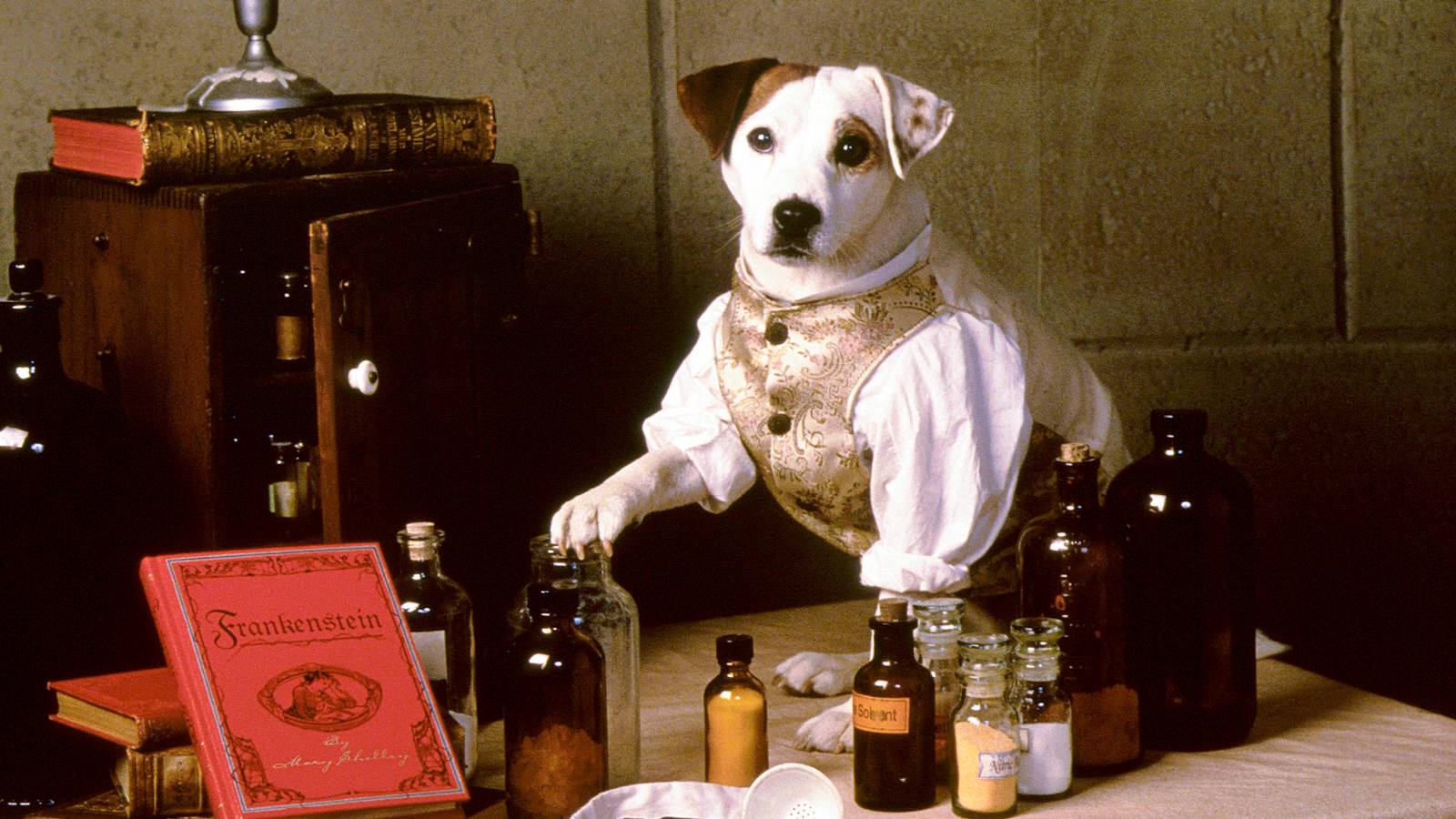 How Soccer the Jack Russell Terrier Stole the 'Wishbone' Audition and Became a TV Legend