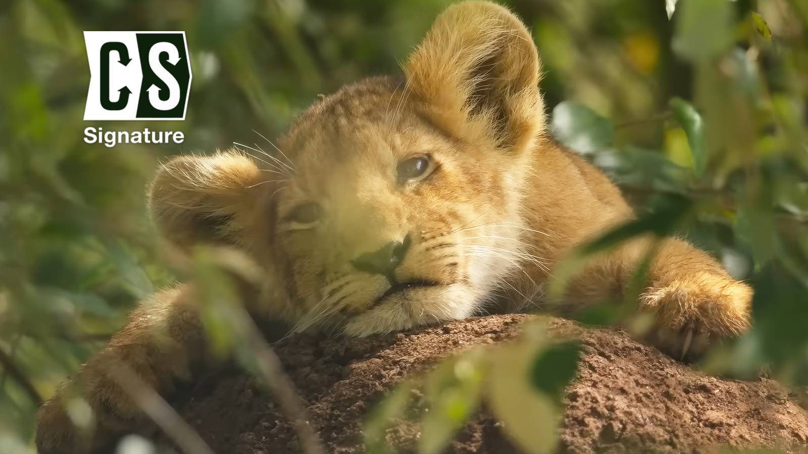 Jon Favreau and Mike Gunton Make History with Nat Geo's 'Lion'
